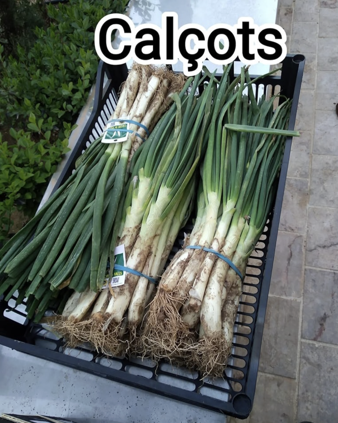 Calsots de temporada