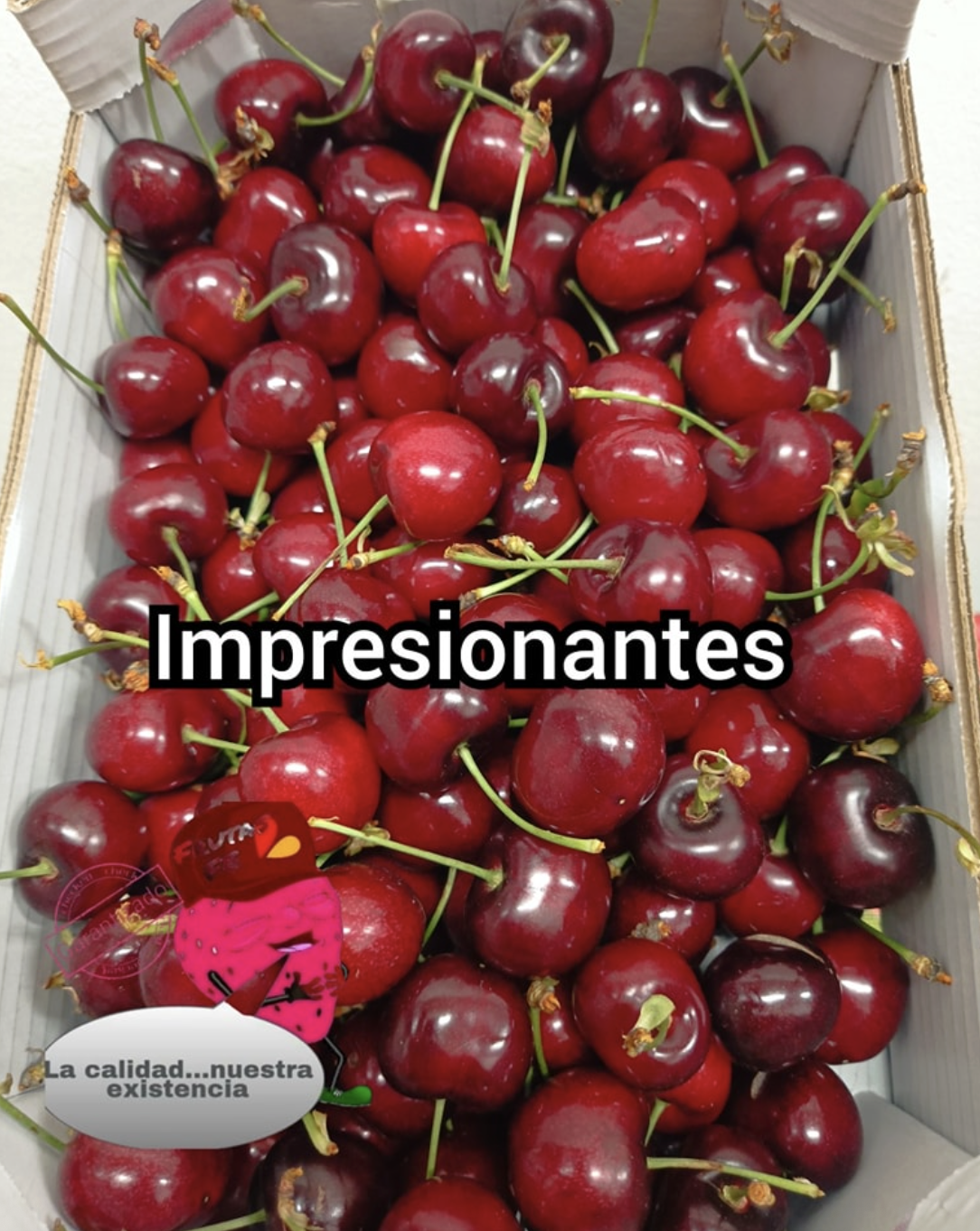 Cerezas rojas frescas