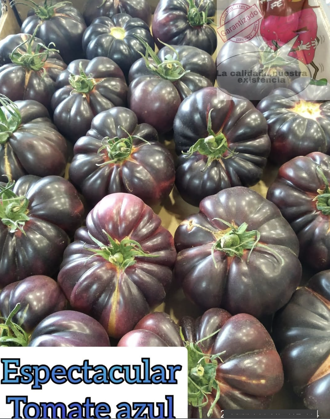 Tomate azul exclusivo